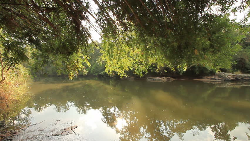 Bamboo with natural water streams.