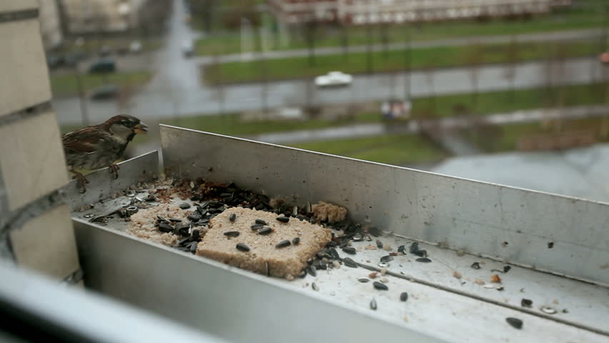 bird feeder