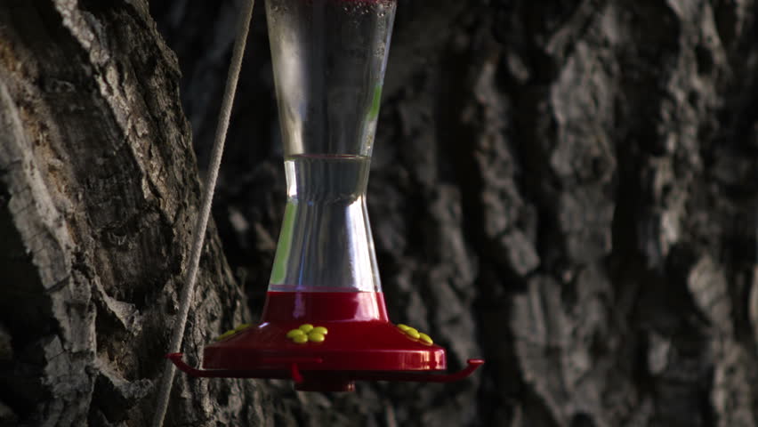 A hummingbird flying up to a bird feeder, and drinking from it multiple times then flying away.