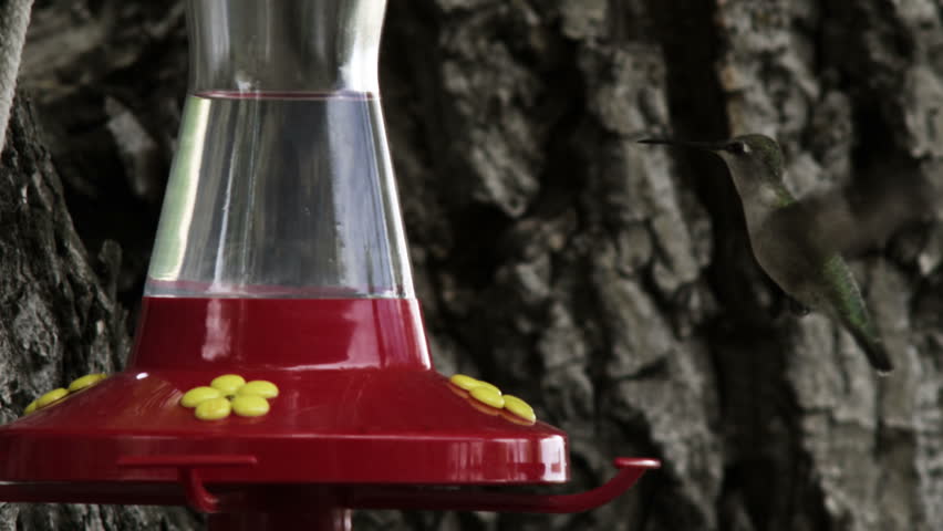 A hummingbird drinking from a bird feeder.