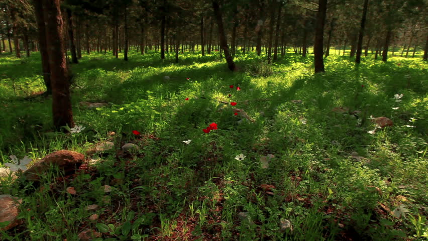 Tilt down of the green, grassy forest floor scattered here and there with red and white flowers in the Mount Tabor region of Israel.