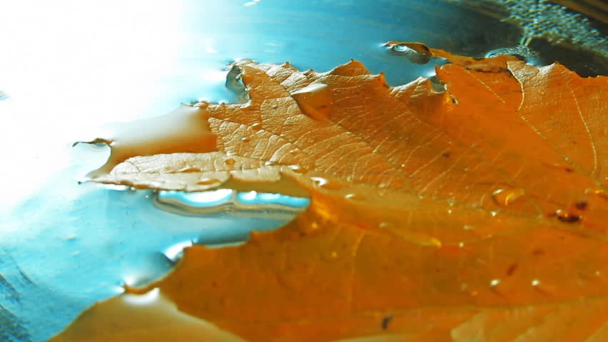 colored autumn leaves in dark blue water