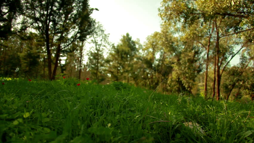 Right to left slider dolly move along a green forest floor with scattered red and white flowers, with the forest trees in the background. In the Mount Tabor region of Israel.