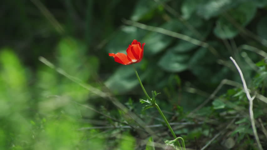 Close shot of a red flower framed by the greenery fed by the water of the Tahana Waterfall near Metula, Israel.  02/22/2011