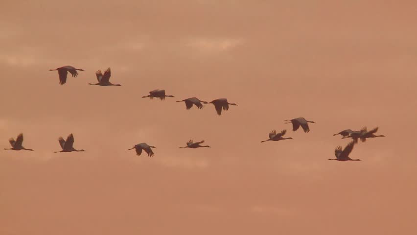common crane