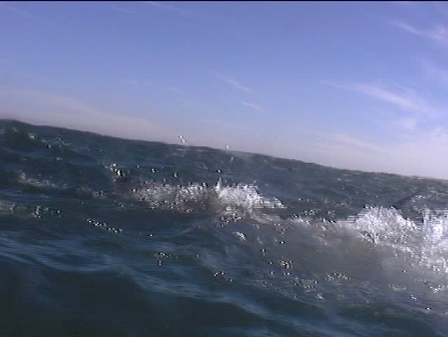 Great White Shark underwater swimming to camera with big mouth open showing teeth and swims past