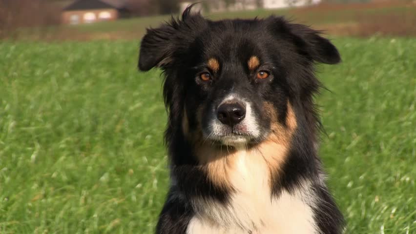 Closeup view of an Australian Shepherd