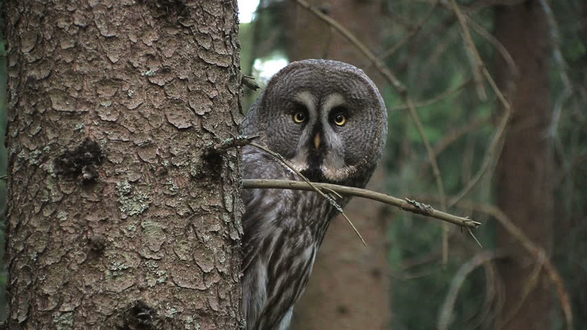 Great Grey Owl