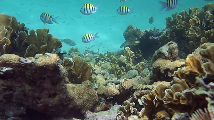 Coral reef scene with colorful tropical fish in the Caribbean sea