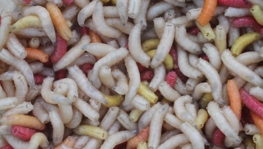 Maggots (PAL / 25 fps)