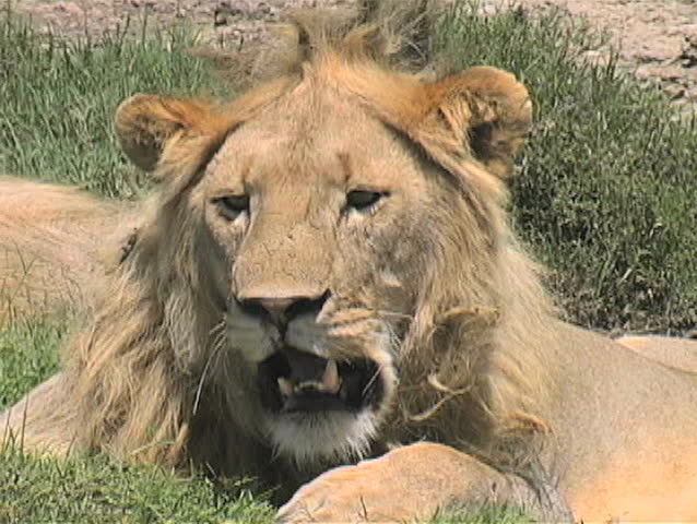 Lion resting in the heat of the day on the Serengeti National Park plains Tanzania Africa