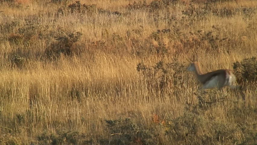 Young Springbok Testing his Leaping Ability