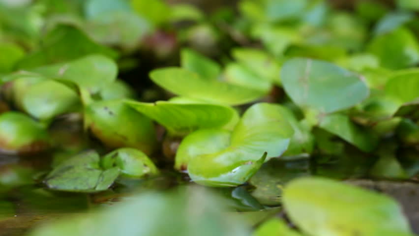 red eared slider turtle in the wild, appearing from the water in Ecuadorian jungle.
