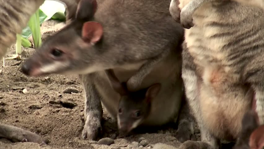 Mom and baby kangaroo