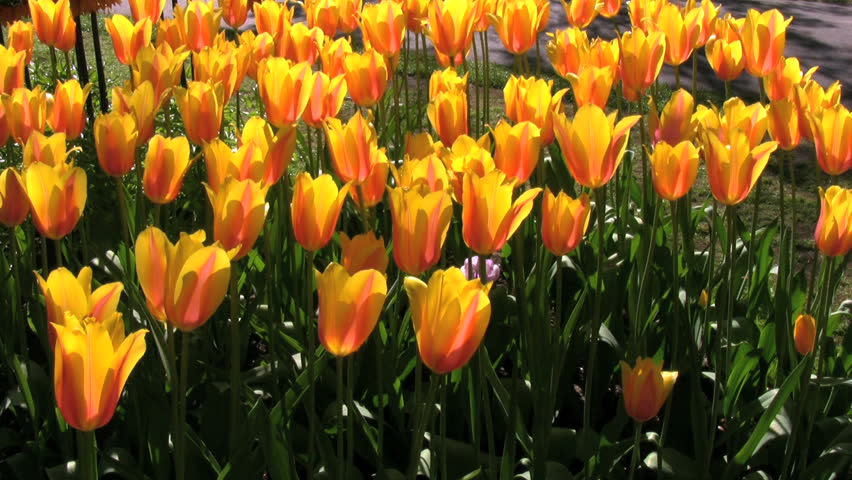 Moving blooms of tulips in Kekenhof garden near Amsterdam, Netherlands