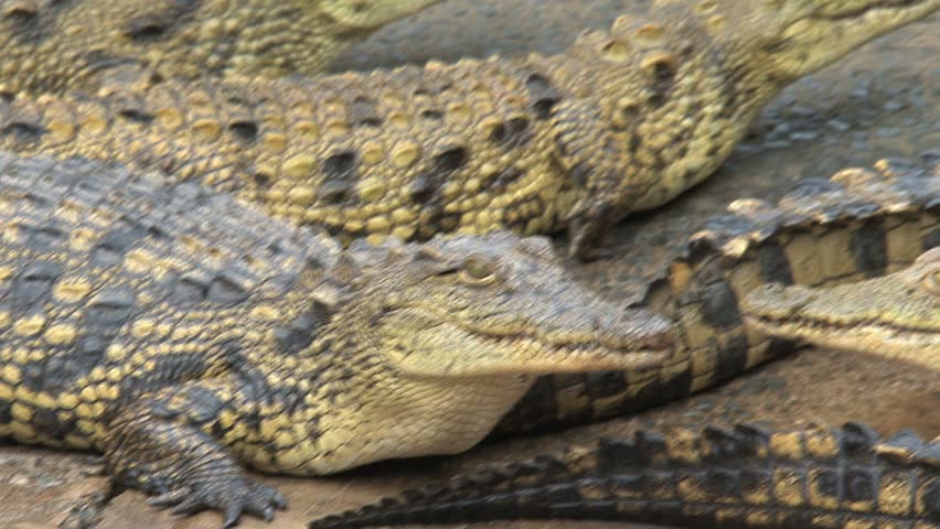 Yellowish crocodile alert in middle of group