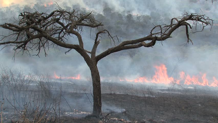 Wildfire raging in South African savanna