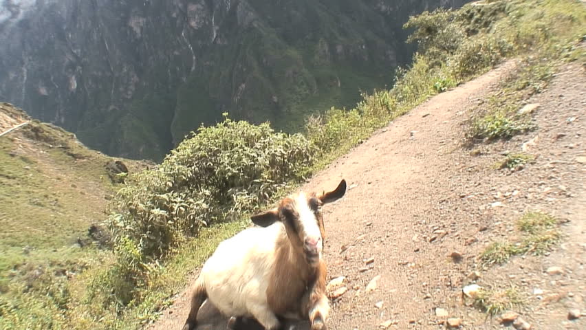 CU of goat lying down and chewing on mountain