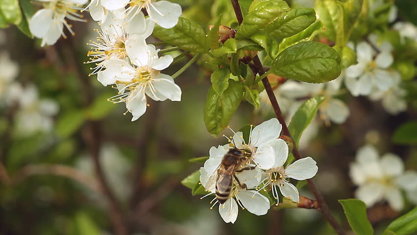 Bee on an apple tree blossom.
