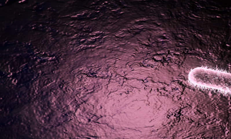 footage of bacillus bacteria in brown