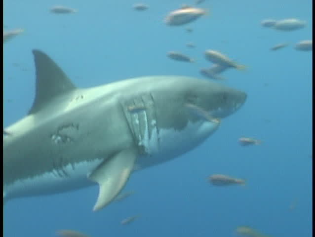 Great White Shark