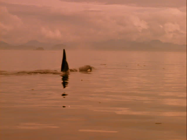 Pod of Killer Whales