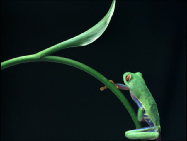 Tree Frog