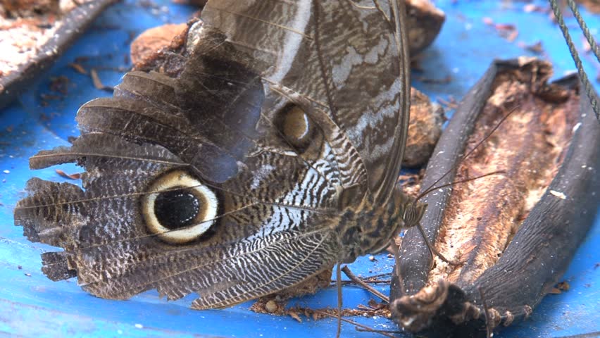 ECU of an owl butterfly