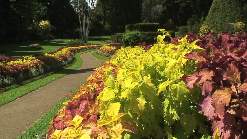 Colorful flowers from the Botanical Gardens in Kandy, Sri Lanka