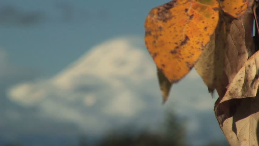 Focus from Dry Leaves to Wide Shot of Mt. McKinley