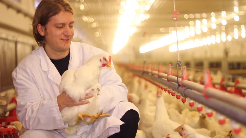 Veterinarian working on chicken farm