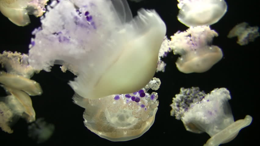 Medusas