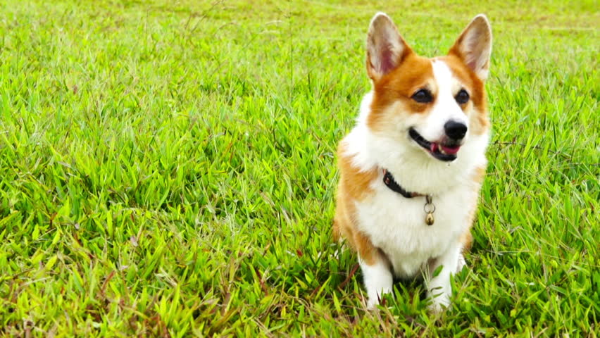 Pembroke Welsh Corgi sitting down 