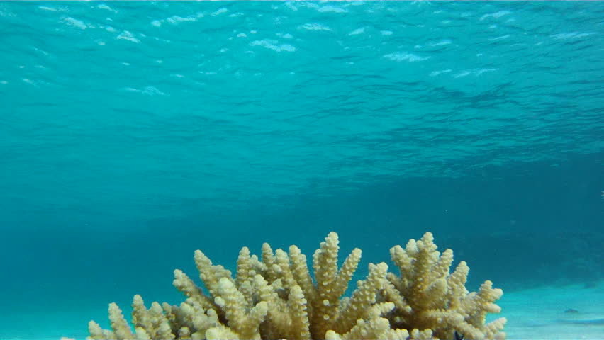 Young couple are swimming towards each other in the Red Sea near coral with fish, and then come up together, holding hands.