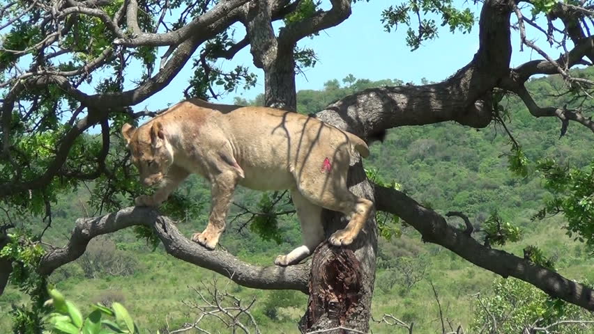Lioness climbing down tree