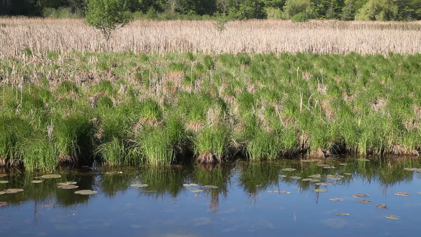 Wetlands