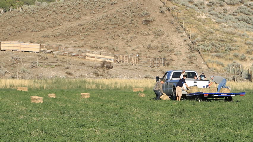 Family loading hay onto truck and trailer in support of family farm in Fountain Green, Utah. Food storage of alfalfa for livestock during winter.
