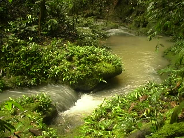 Rainforest stream in Ecuador