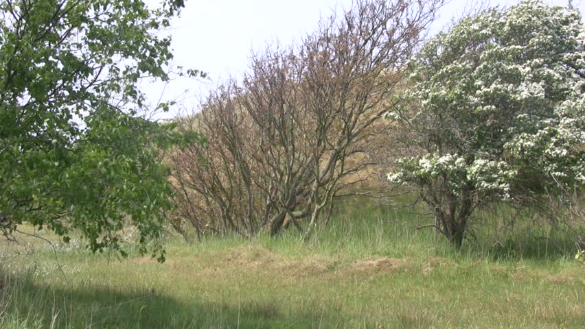 Dune Nature preserve Zwanenmeer in spring 