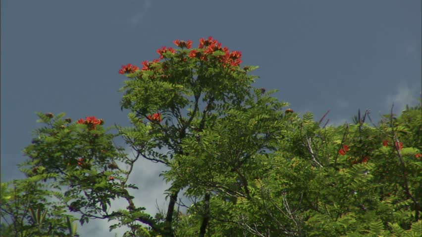Header of African Tulip