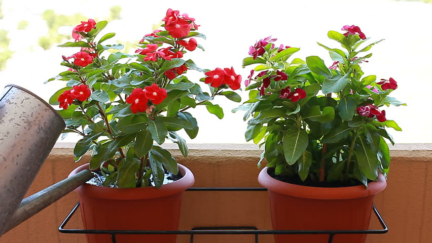 Watering plants