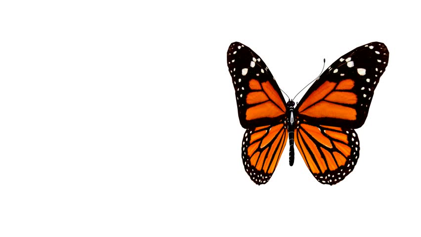 Butterfly animation. 