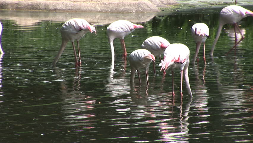 Flamingos on the water