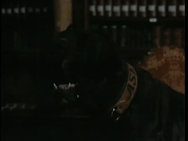 Close-up Great Dane sitting on chair while barking