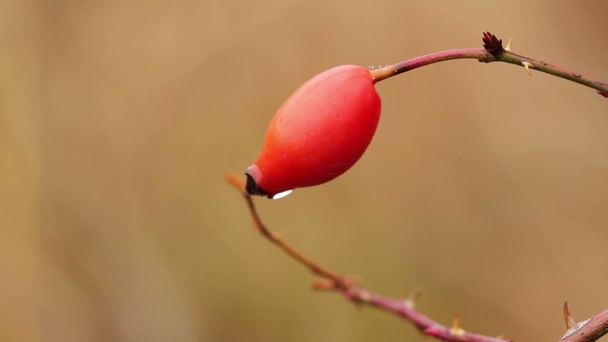 red rosehip
