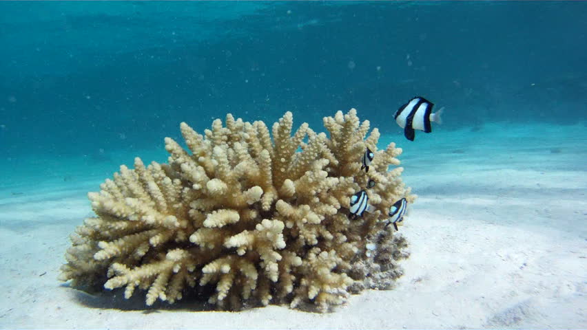 Young girl swimming underwater near the coral with fish in Red Sea.