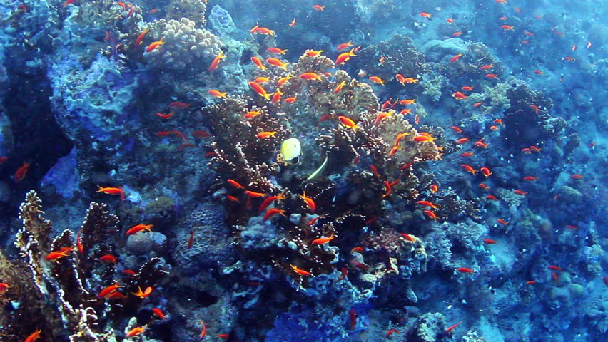 Underwater view