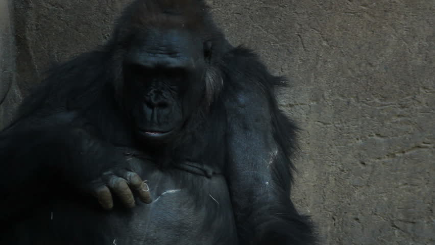 Gorilla in zoo. Lowland gorillas are threatened due to habitat loss and bushmeat consumption, due to war and poverty.