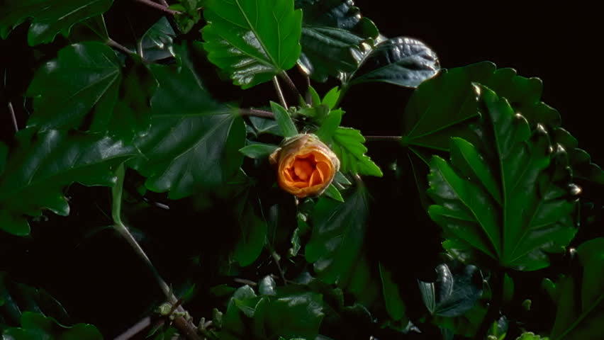 Yellow Hibiscus Flower Blooming in Time-lapse