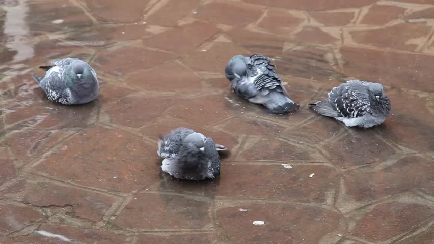 Pigeons in a puddle